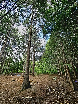 Dunbar Forest - Dumfries Conservation Area